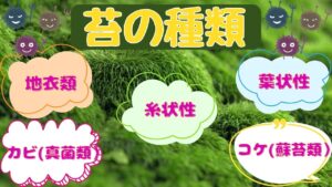 苔の種類と被害の特徴